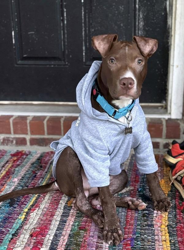ROCKO, a ADOPTABLE Mixed Breed in Pegram, TN image 2/6
