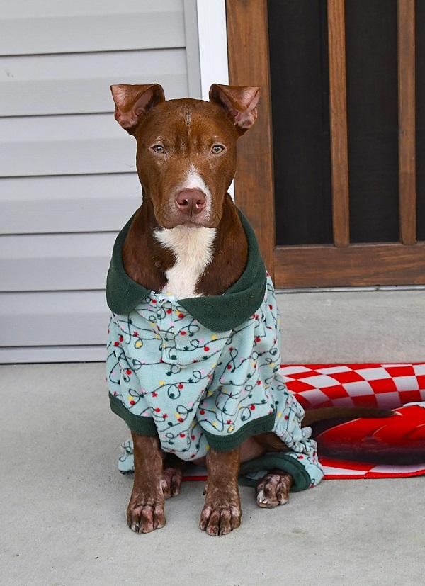 ROCKO, a ADOPTABLE Mixed Breed in Pegram, TN image 3/6