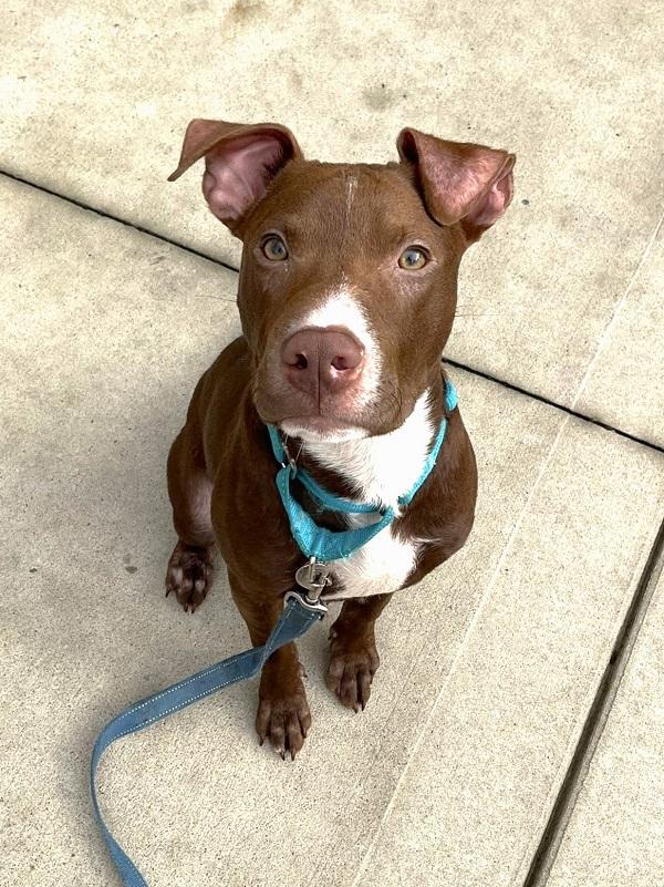 ROCKO, a ADOPTABLE Mixed Breed in Pegram, TN image 4/6