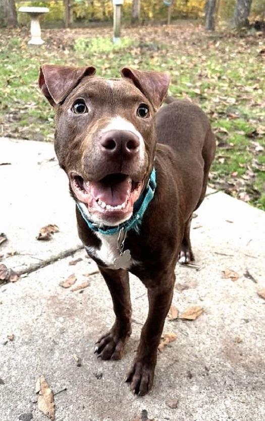 ROCKO, a ADOPTABLE Mixed Breed in Pegram, TN image 5/6