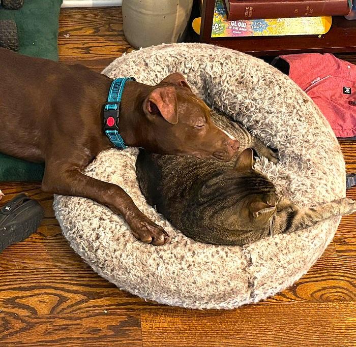 ROCKO, a ADOPTABLE Mixed Breed in Pegram, TN image 6/6