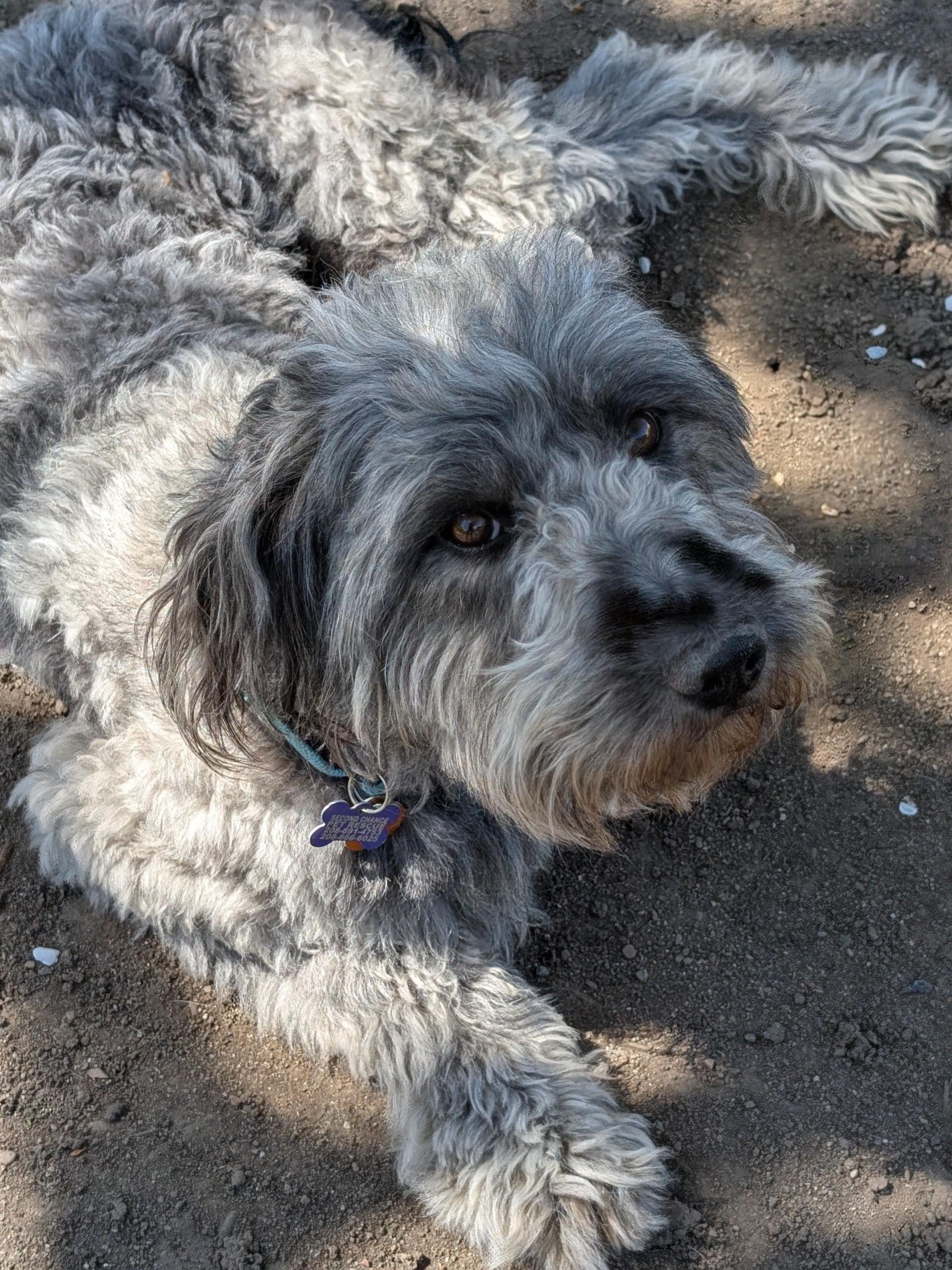 Enlarge Max, a ADOPTABLE mixed breed in COEUR D ALENE, ID image 3/6