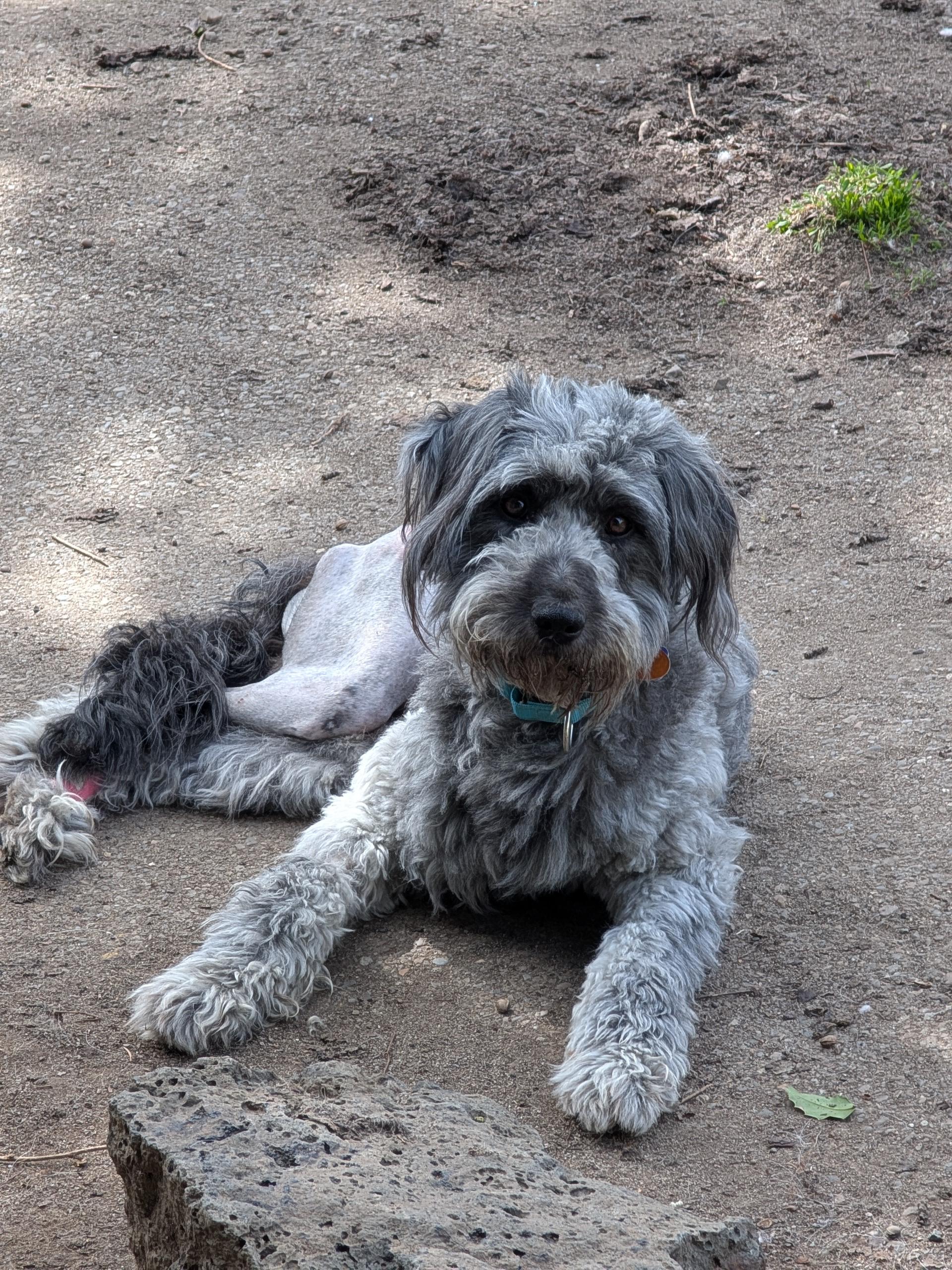 Enlarge Max, a ADOPTABLE mixed breed in COEUR D ALENE, ID image 6/6