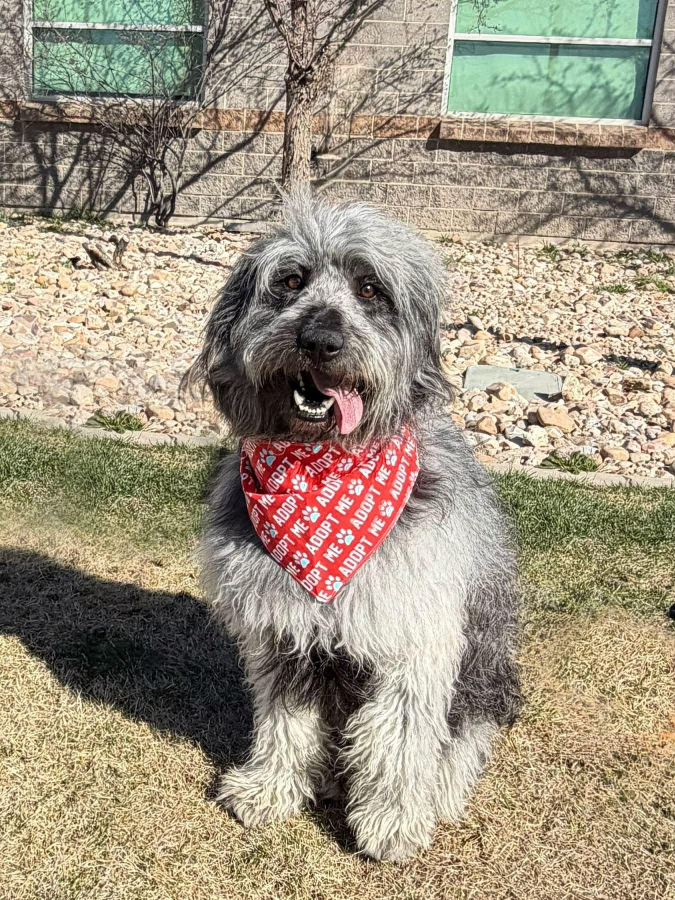 Enlarge Max, a ADOPTABLE mixed breed in COEUR D ALENE, ID image 5/6
