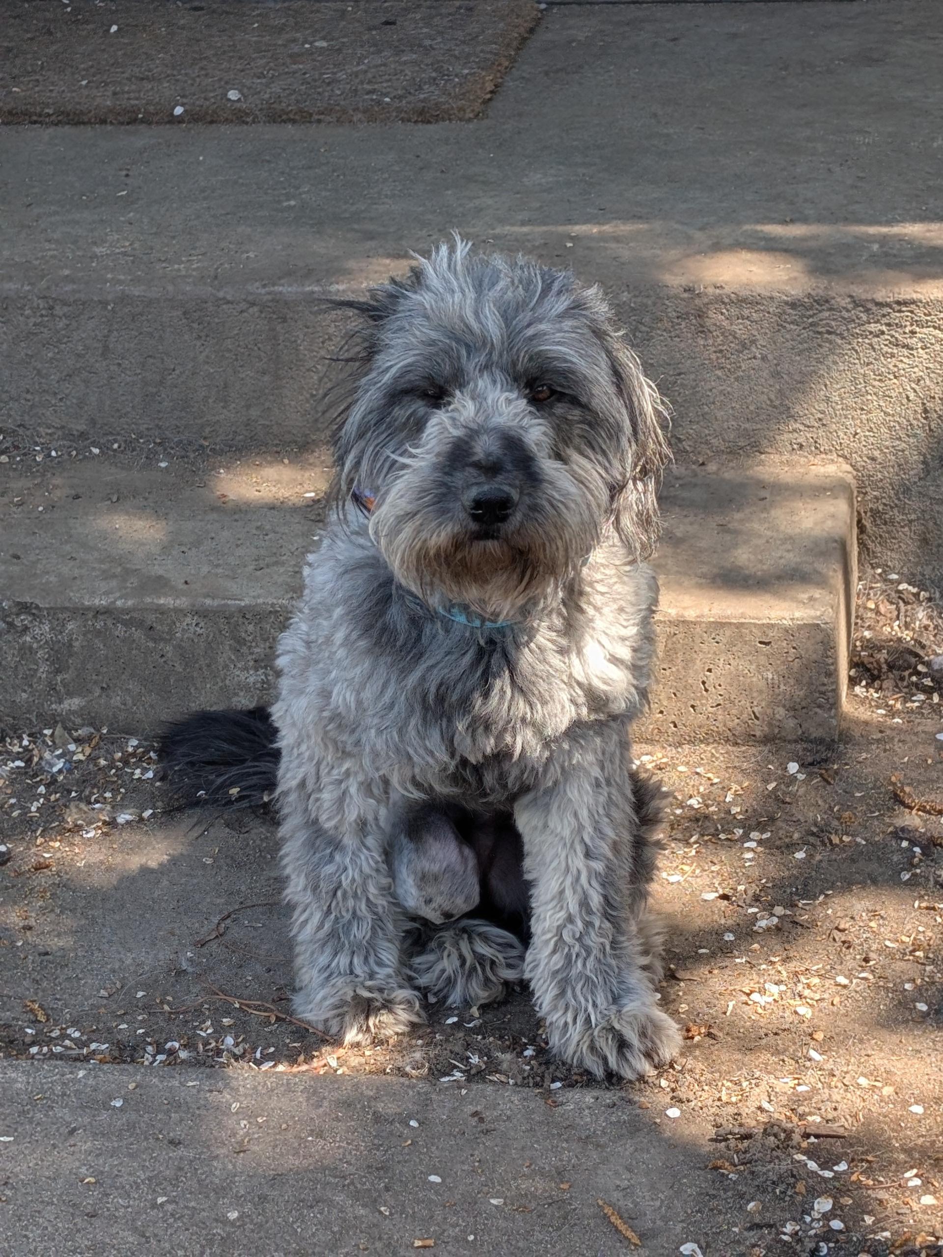 Enlarge Max, a ADOPTABLE mixed breed in COEUR D ALENE, ID image 2/6