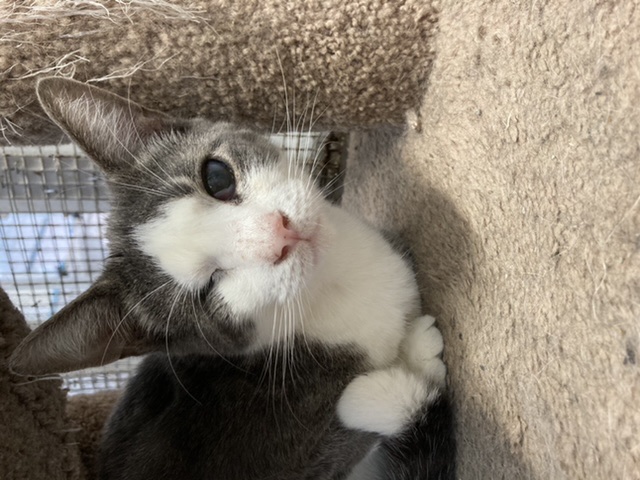 Phil, Adoptable, Adult Male Domestic Short Hair.