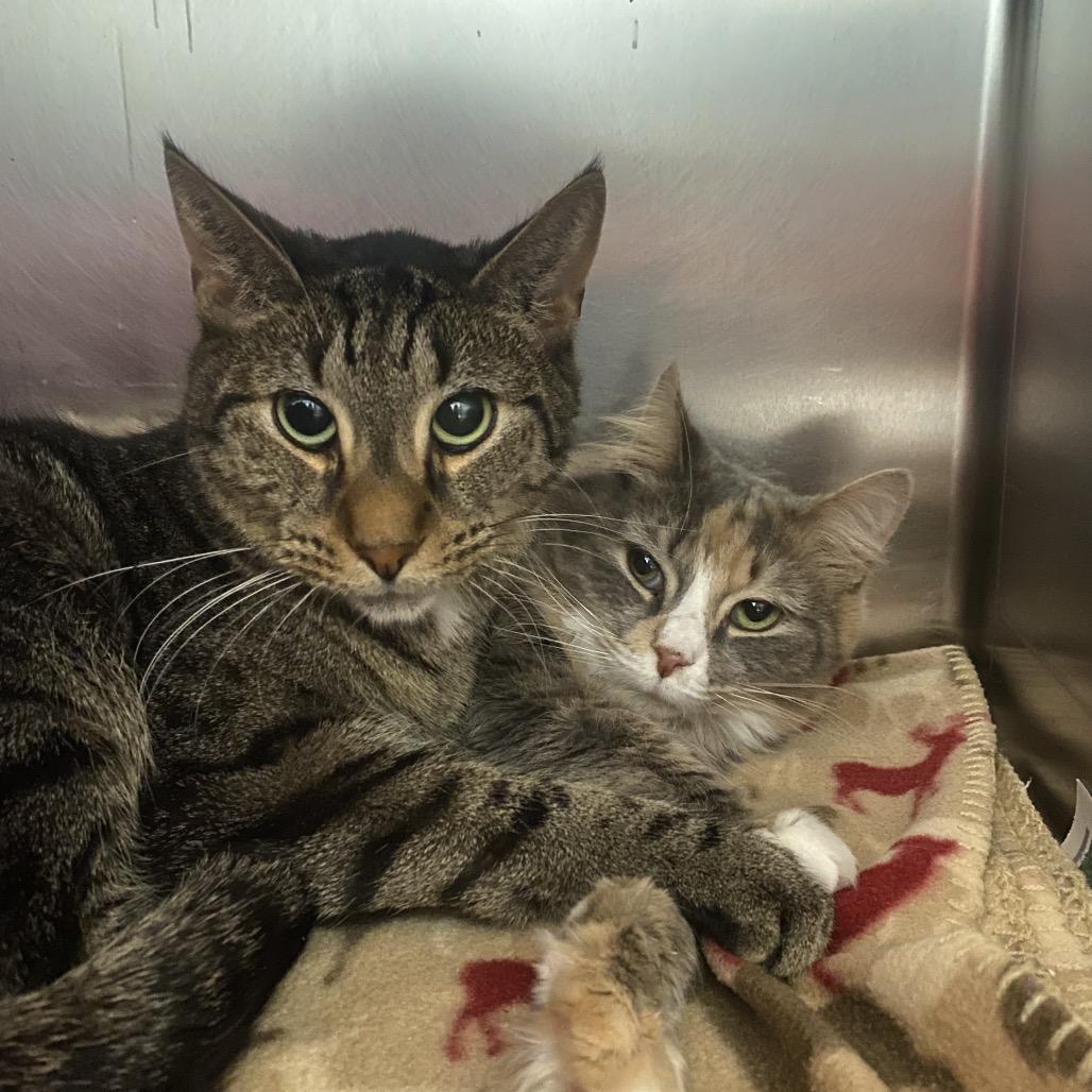 Willow (Bonded to Tom), Adoptable, Senior Female Domestic Medium Hair.