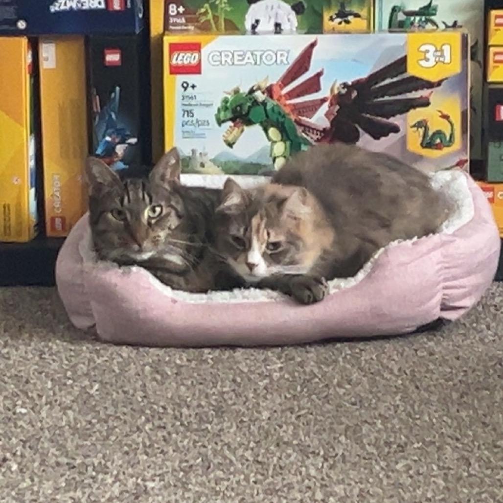 Enlarge Willow (Bonded to Tom), a Adoptable Domestic Medium Hair in Canastota, NY image 2/3