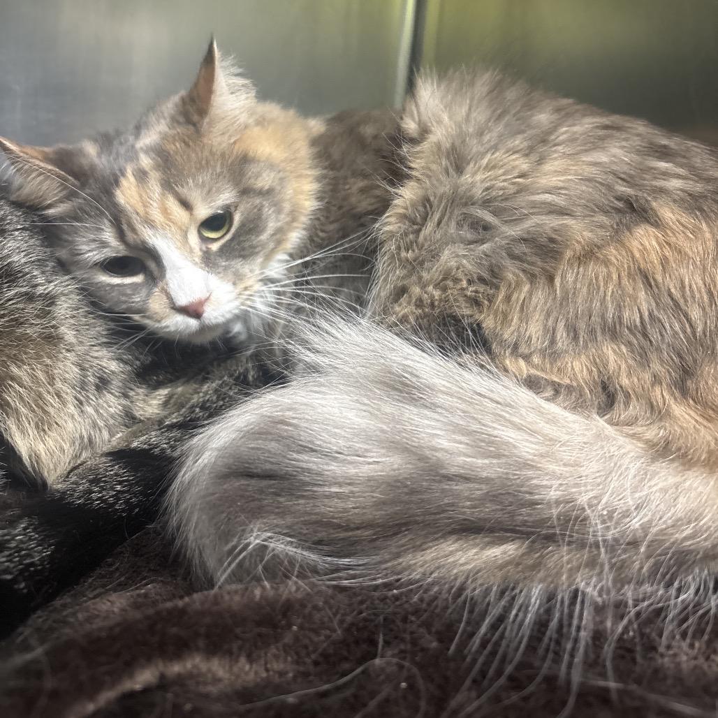 Enlarge Willow (Bonded to Tom), a Adoptable Domestic Medium Hair in Canastota, NY image 3/3