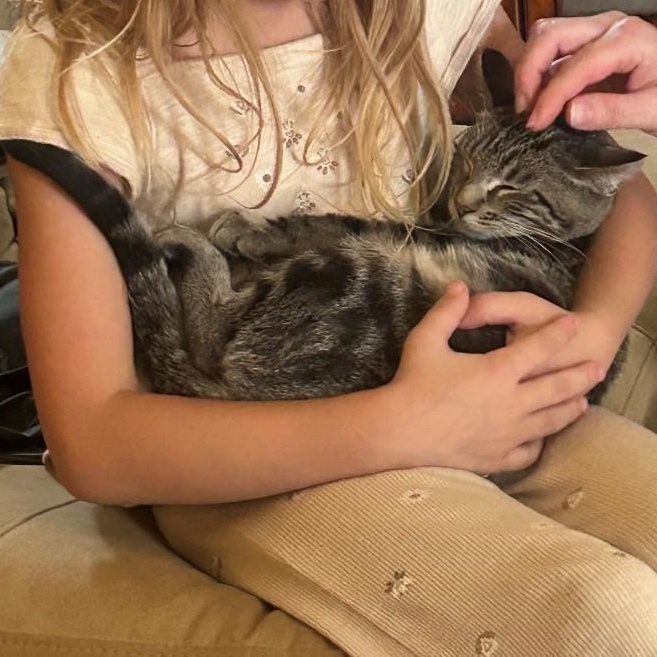 Lily, ADOPTABLE, Young Female American Shorthair.