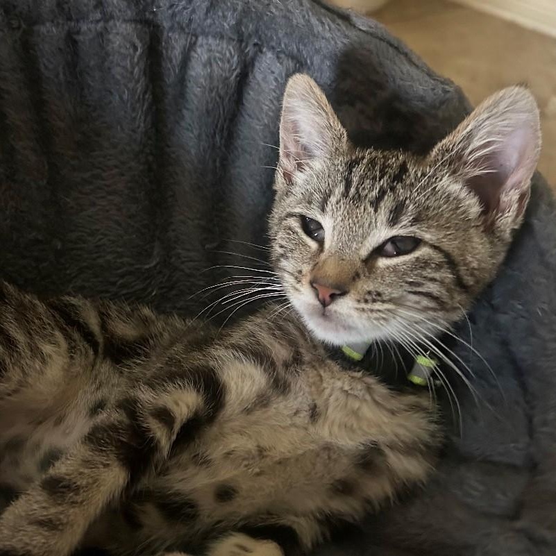 Enlarge Lily, a ADOPTABLE American Shorthair in Houston, TX image 4/4