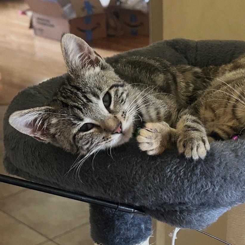 Enlarge Lily, a ADOPTABLE American Shorthair in Houston, TX image 3/4