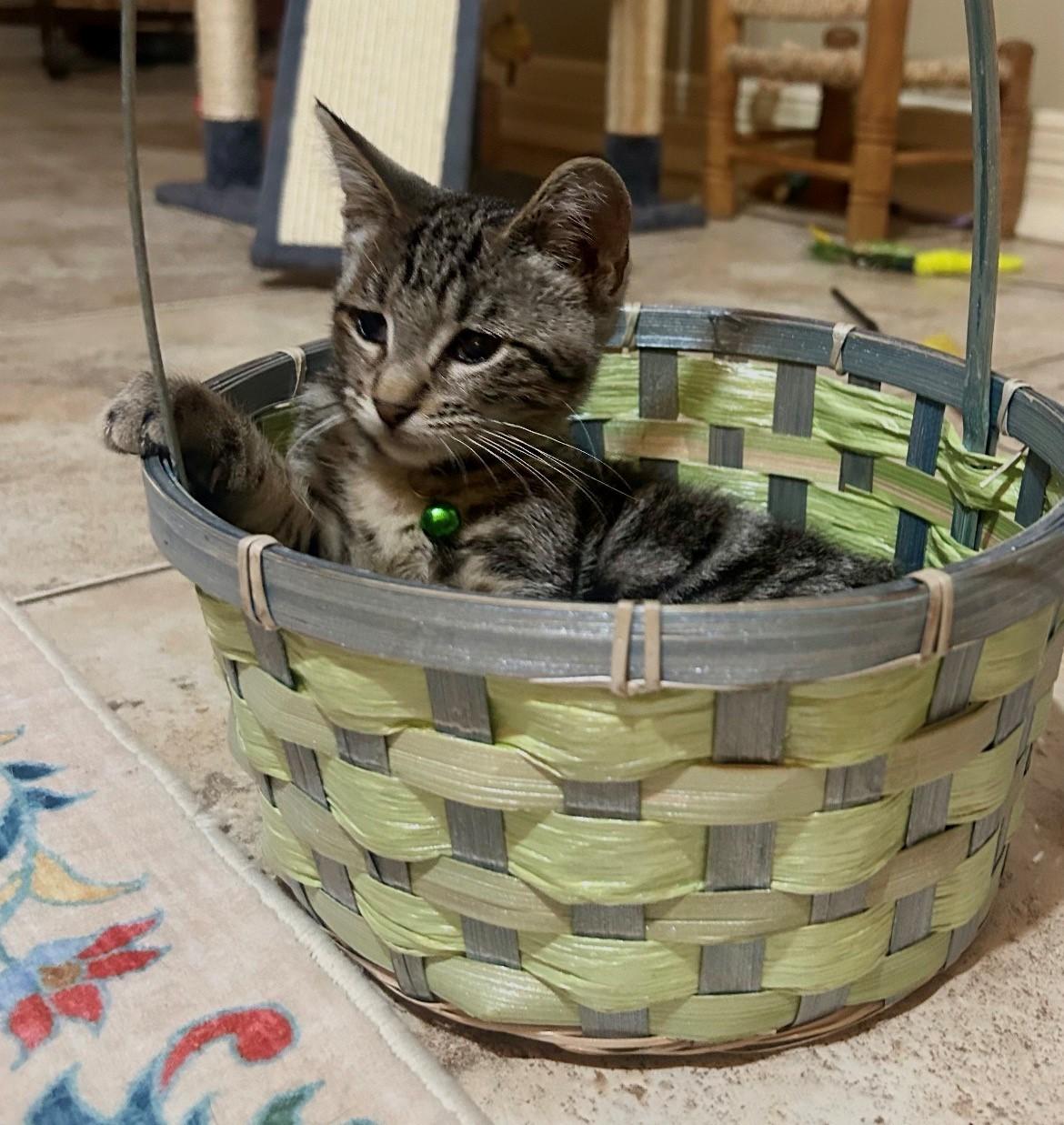 Enlarge Lily, a ADOPTABLE American Shorthair in Houston, TX image 2/4