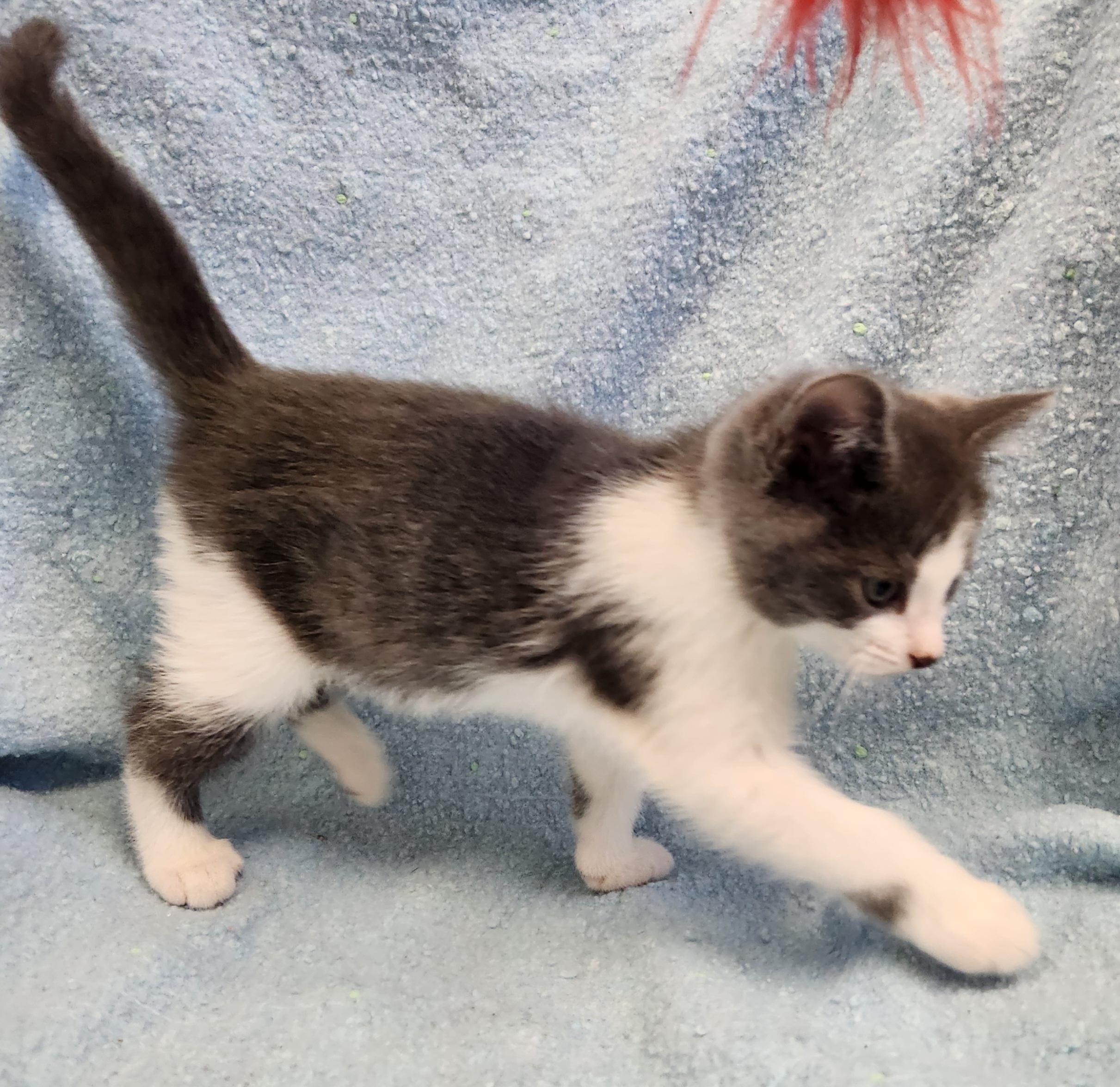 Enlarge Gravy, a ADOPTABLE mixed breed in Siloam Springs, AR image 2/3