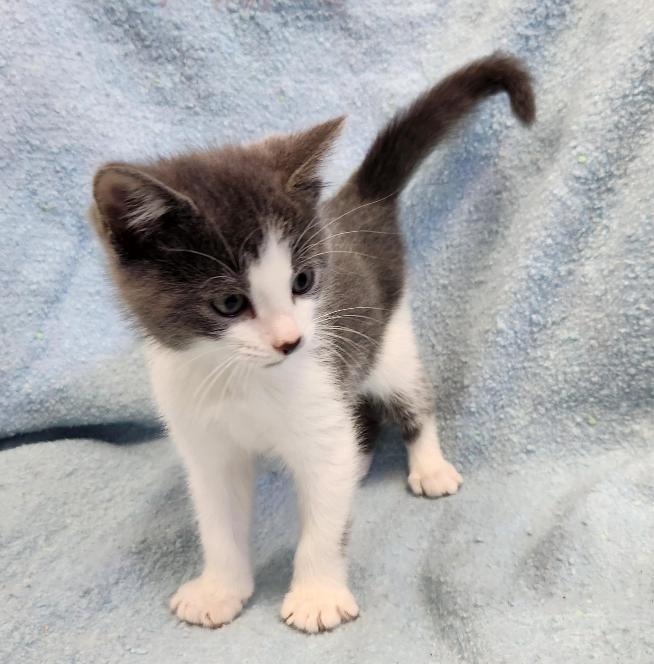 Enlarge Gravy, a ADOPTABLE mixed breed in Siloam Springs, AR image 3/3