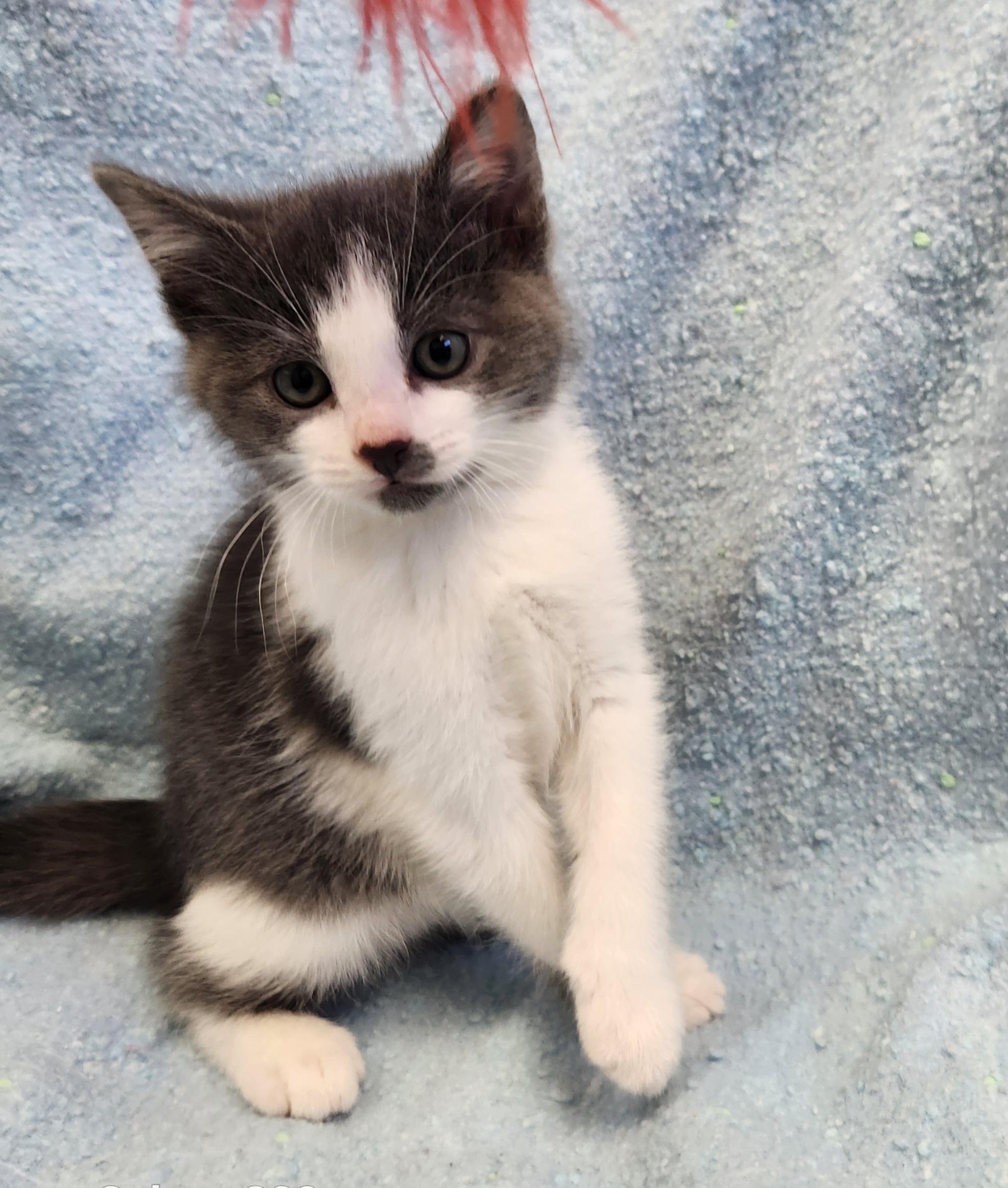 Enlarge Gravy, a ADOPTABLE mixed breed in Siloam Springs, AR image 1/3