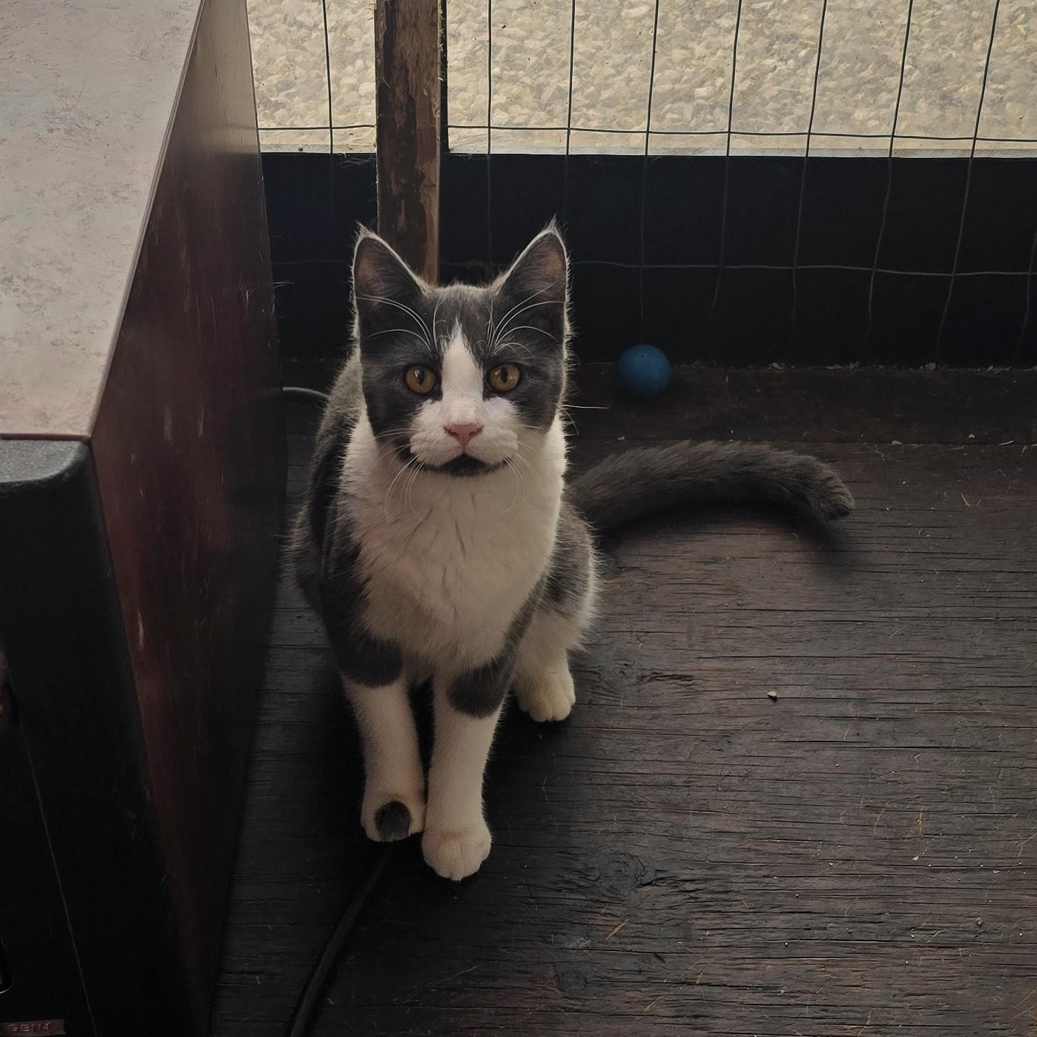 Enlarge PINK NOSE, a Adoptable American Shorthair in Lake City, MN image 1/1