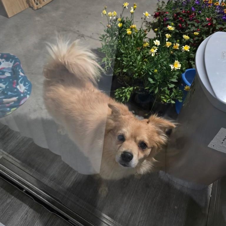 RORY, a Adoptable Pomeranian in Dallas, TX image 3/3