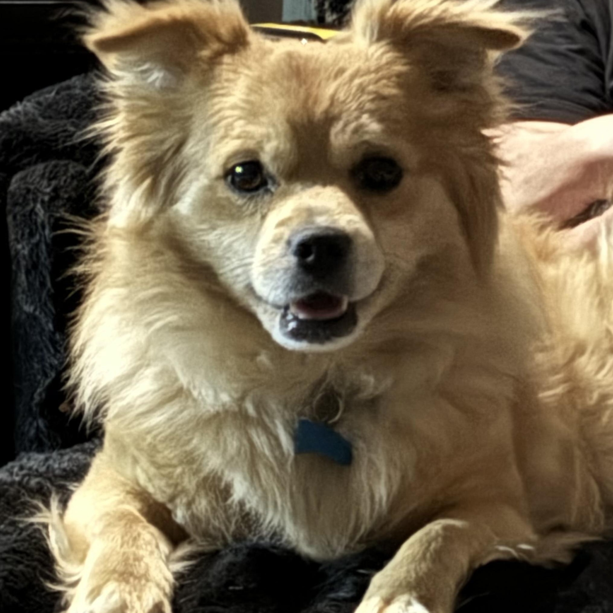 RORY, Adoptable, Young Male Pomeranian.