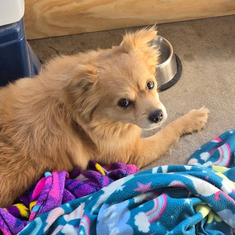 RORY, a Adoptable Pomeranian in Dallas, TX image 2/3