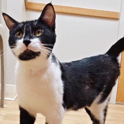 Chanel, Adoptable, Young Female Domestic Short Hair & Mixed Breed.