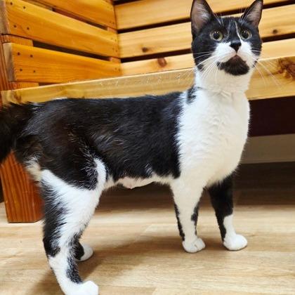Chanel, a Adoptable mixed breed in Woodstock, IL image 2/3