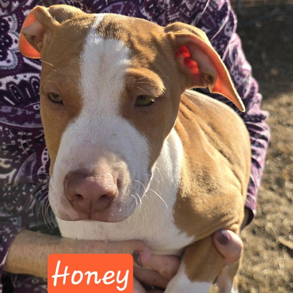 Enlarge Honey (Coopers Corner), a Adoptable mixed breed in Lenoir, NC image 1/4