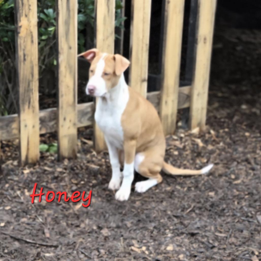 Enlarge Honey (Coopers Corner), a Adoptable mixed breed in Lenoir, NC image 2/4