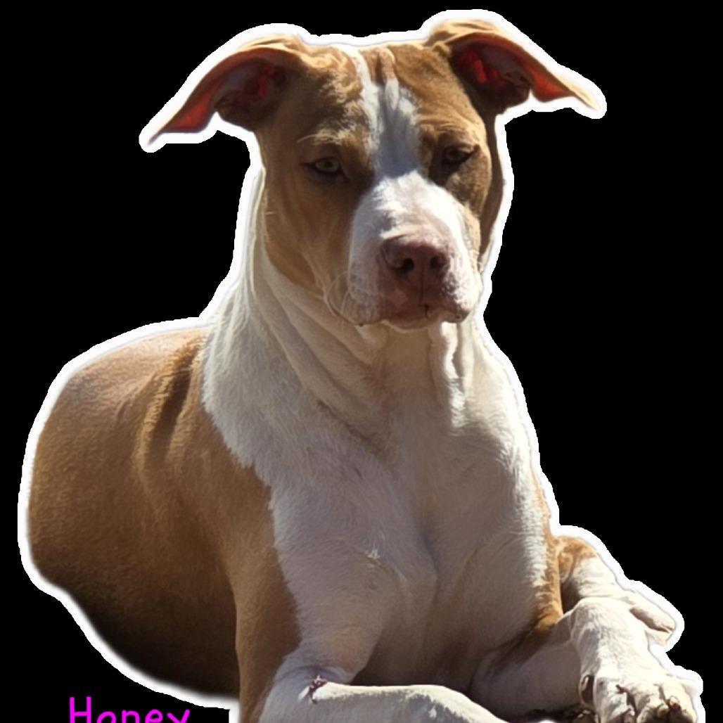 Honey (Coopers Corner), a Adoptable mixed breed in Lenoir, NC image 4/5