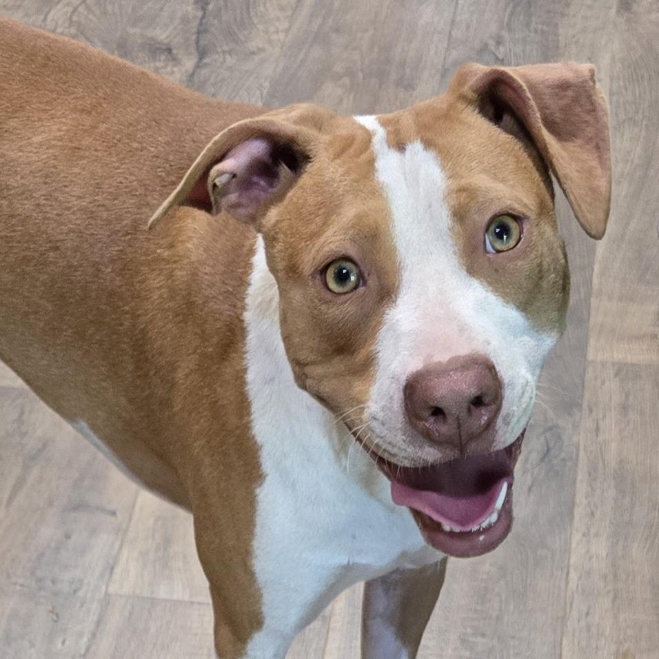 Enlarge Honey (Coopers Corner), a Adoptable mixed breed in Lenoir, NC image 4/5