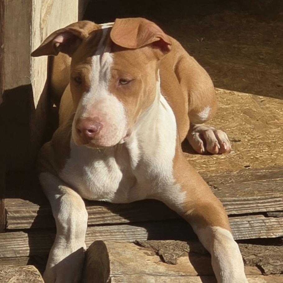 Enlarge Honey (Coopers Corner), a Adoptable mixed breed in Lenoir, NC image 4/4