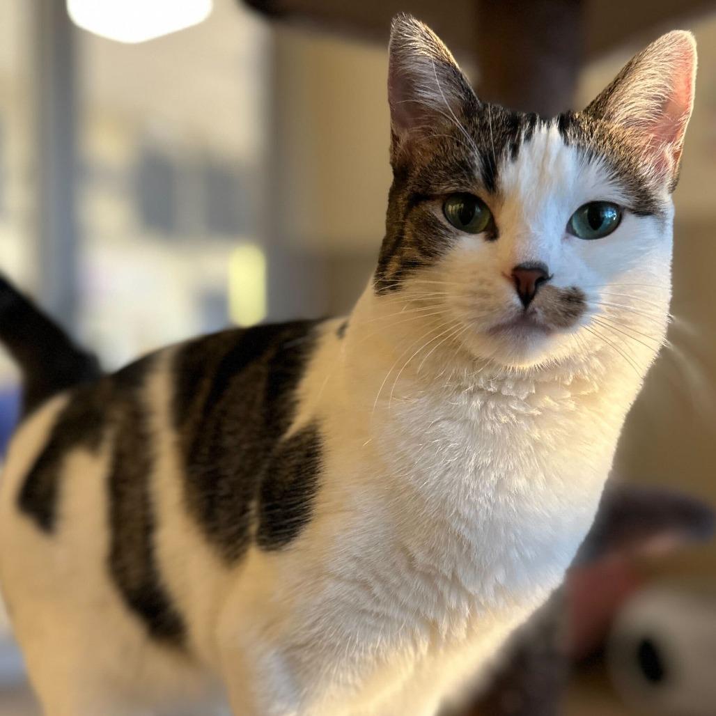 Aster, Adoptable, Adult Female Domestic Short Hair.