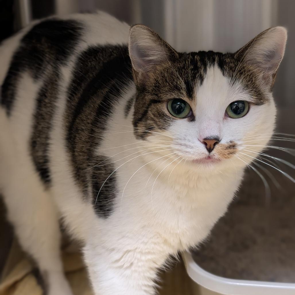 Aster, Adoptable, Adult Female Domestic Short Hair.