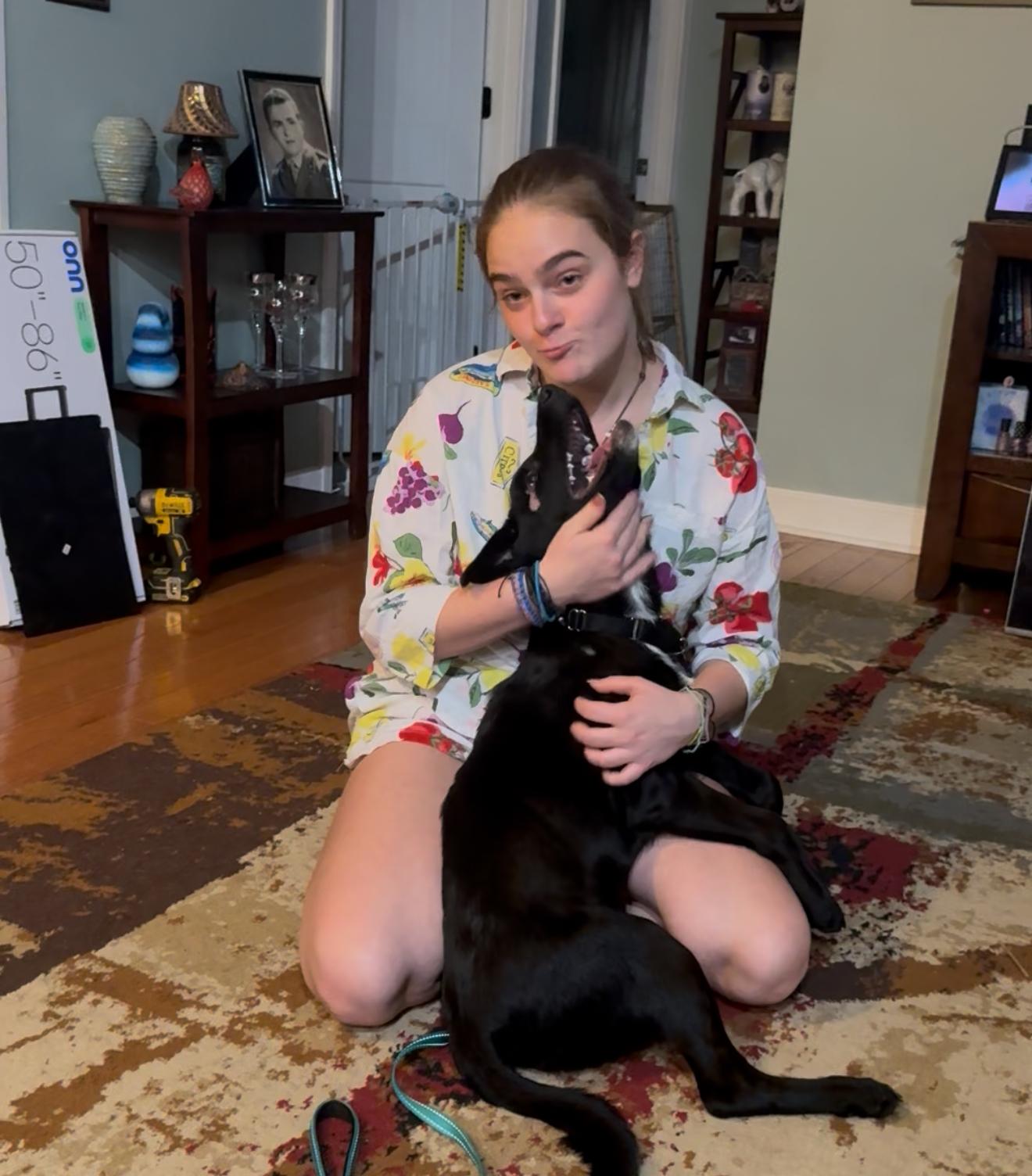 PIP , ADOPTABLE, Puppy Female Labrador Retriever.