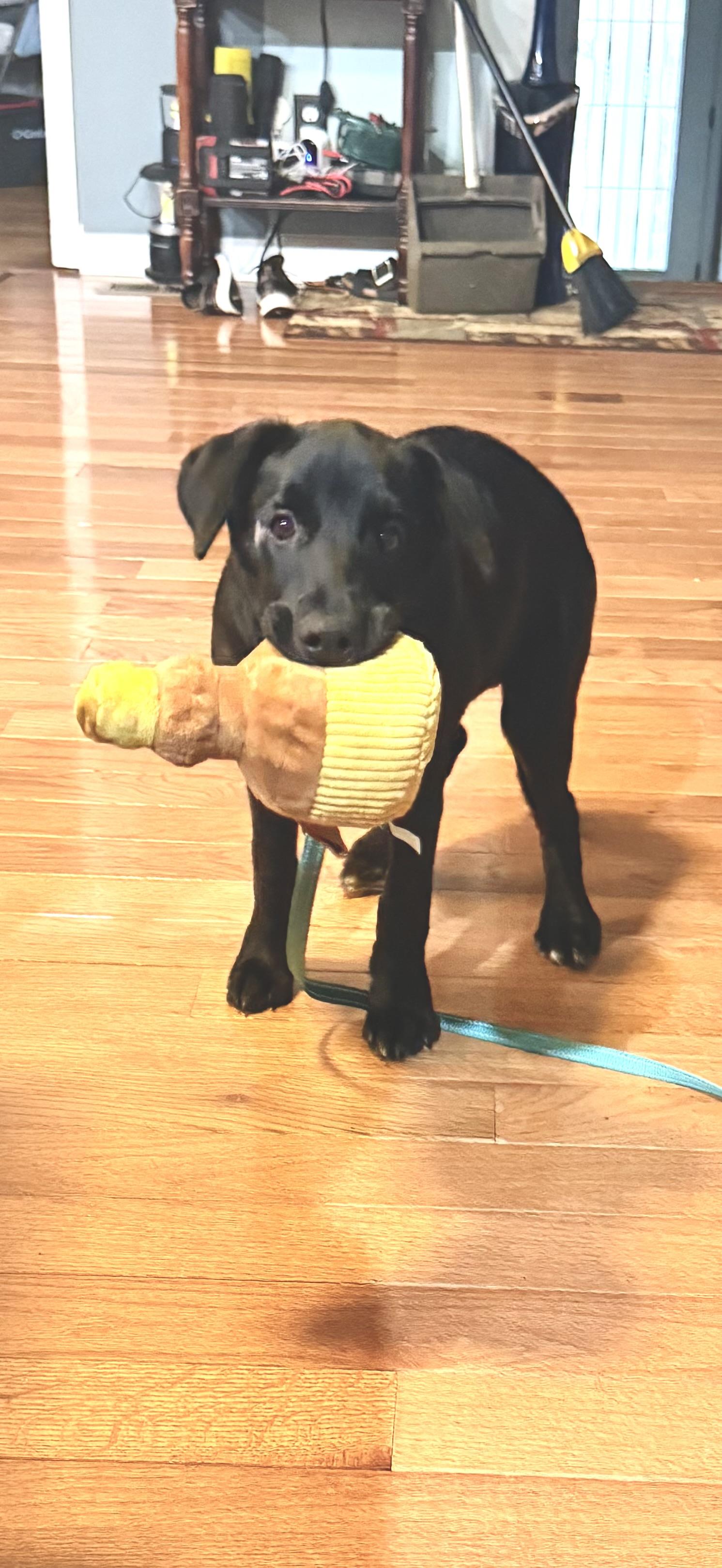 Enlarge PIP , a ADOPTABLE mixed breed in Manchester, CT image 5/6