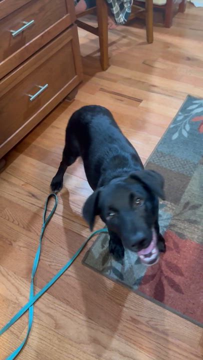 Enlarge PIP , a ADOPTABLE mixed breed in Manchester, CT video 6/6