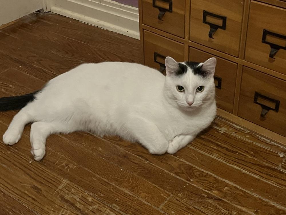 Haze, Adoptable, Adult Male Domestic Short Hair.