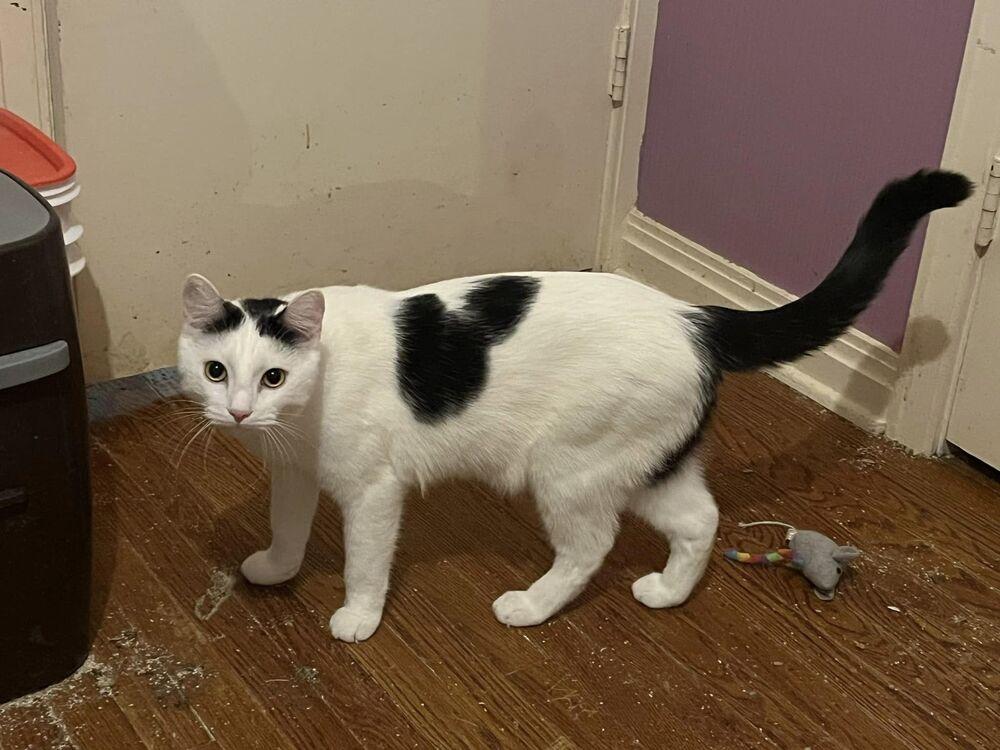 Haze, a Adoptable mixed breed in Peoria, IL image 2/4