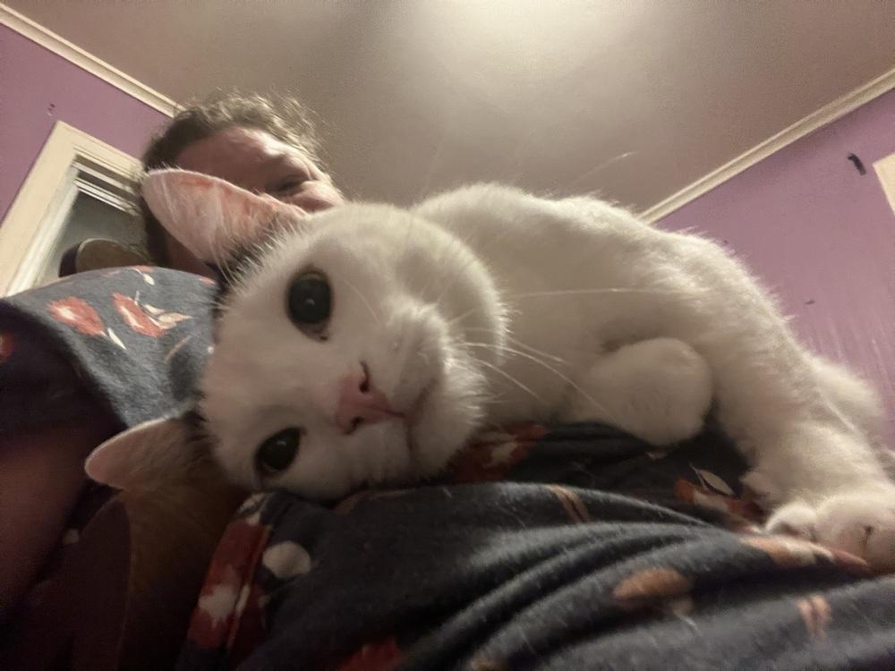 Haze, a Adoptable mixed breed in Peoria, IL image 3/4