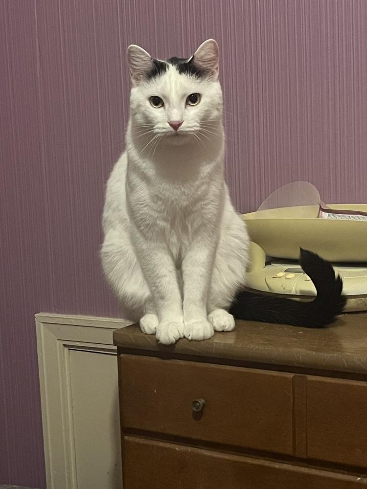 Haze, a Adoptable mixed breed in Peoria, IL image 4/4