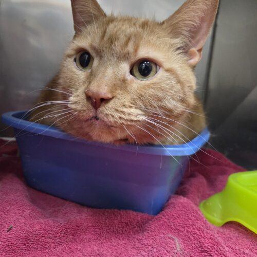Tigger, Adoptable, Young Male Domestic Short Hair.