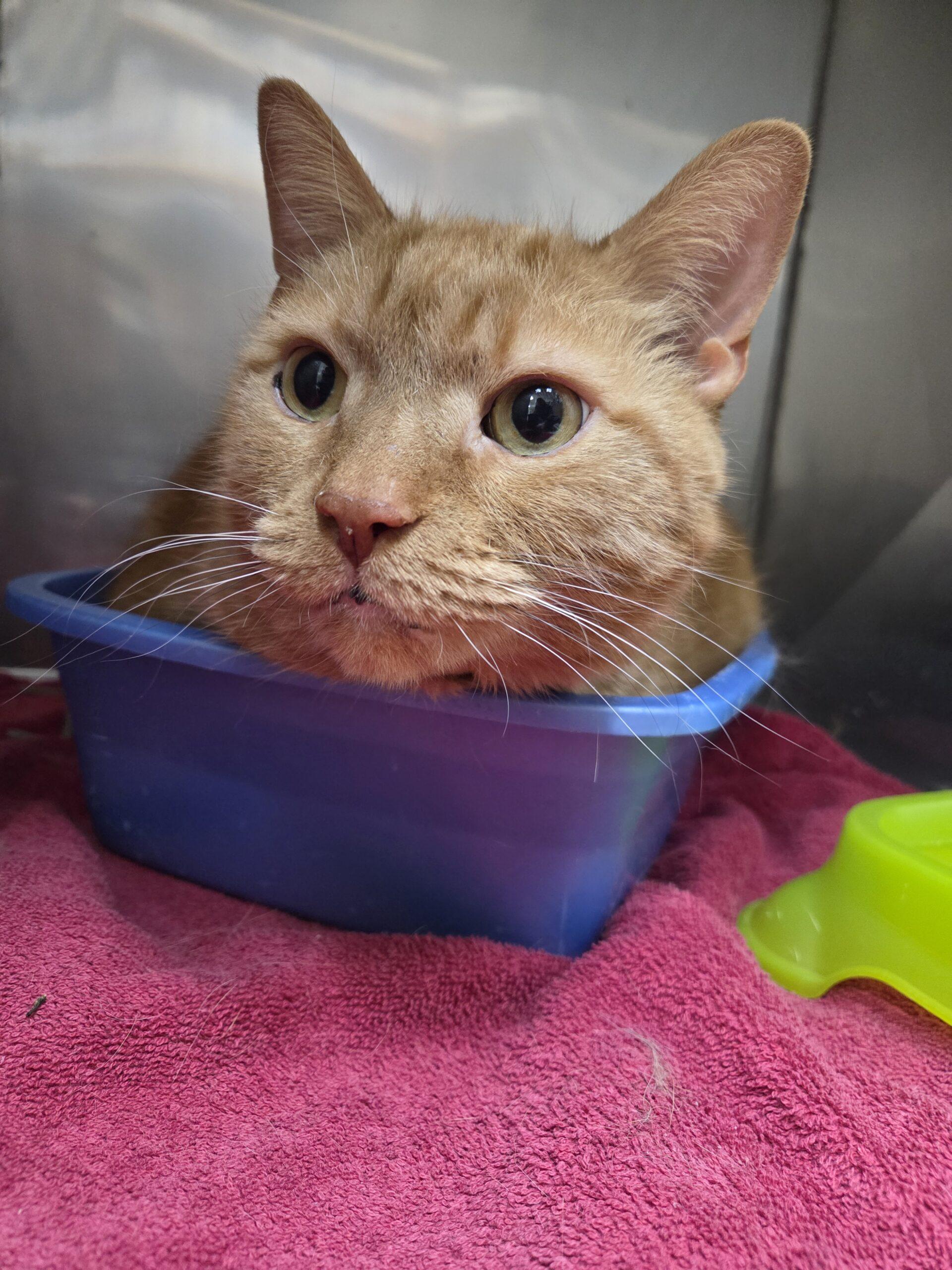 Enlarge Tigger, a Adoptable Domestic Short Hair in Toronto, ON image 2/4