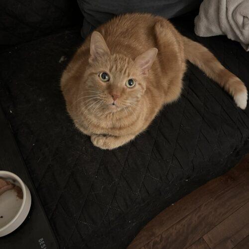 Enlarge Tigger, a Adoptable Domestic Short Hair in Toronto, ON image 4/4