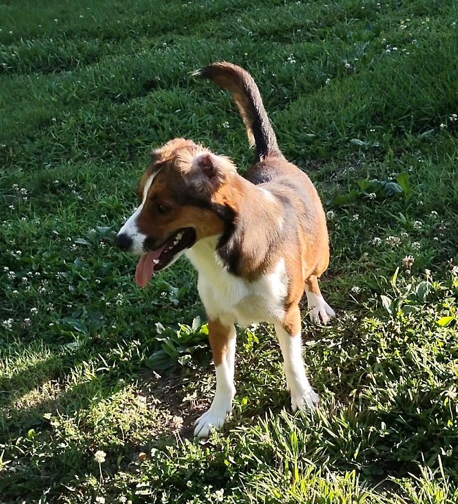 Enlarge Dolly, an adopted mixed breed in Clay City, KY image 2/5