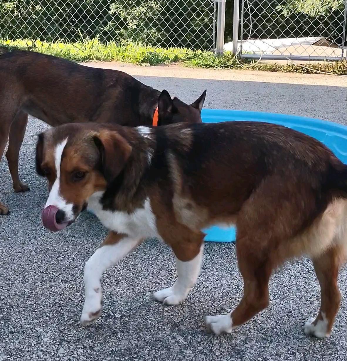 Enlarge Dolly, an adopted mixed breed in Clay City, KY image 5/5