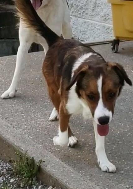 Enlarge Dolly, an adopted mixed breed in Clay City, KY image 3/5