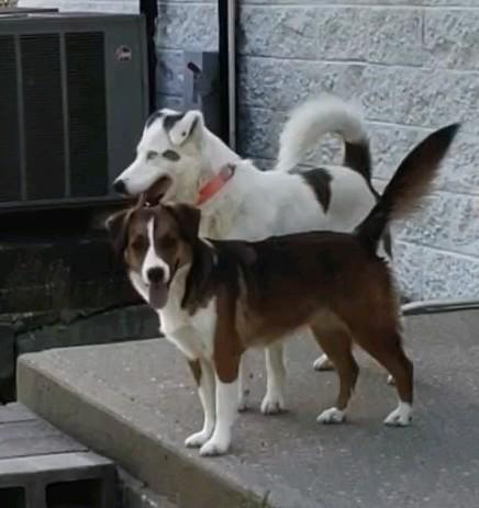 Enlarge Dolly, an adopted mixed breed in Clay City, KY image 4/5