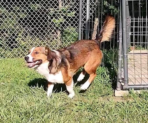 Enlarge Dolly, an adopted mixed breed in Clay City, KY image 1/5