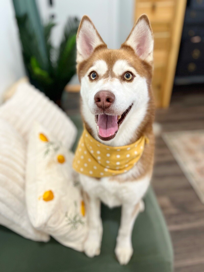 Dog for adoption Daffy Ark Doodlebug, a Husky & Siberian Husky Mix in