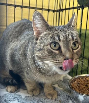 Sweet Pea, Adoptable, Adult Female Domestic Short Hair.